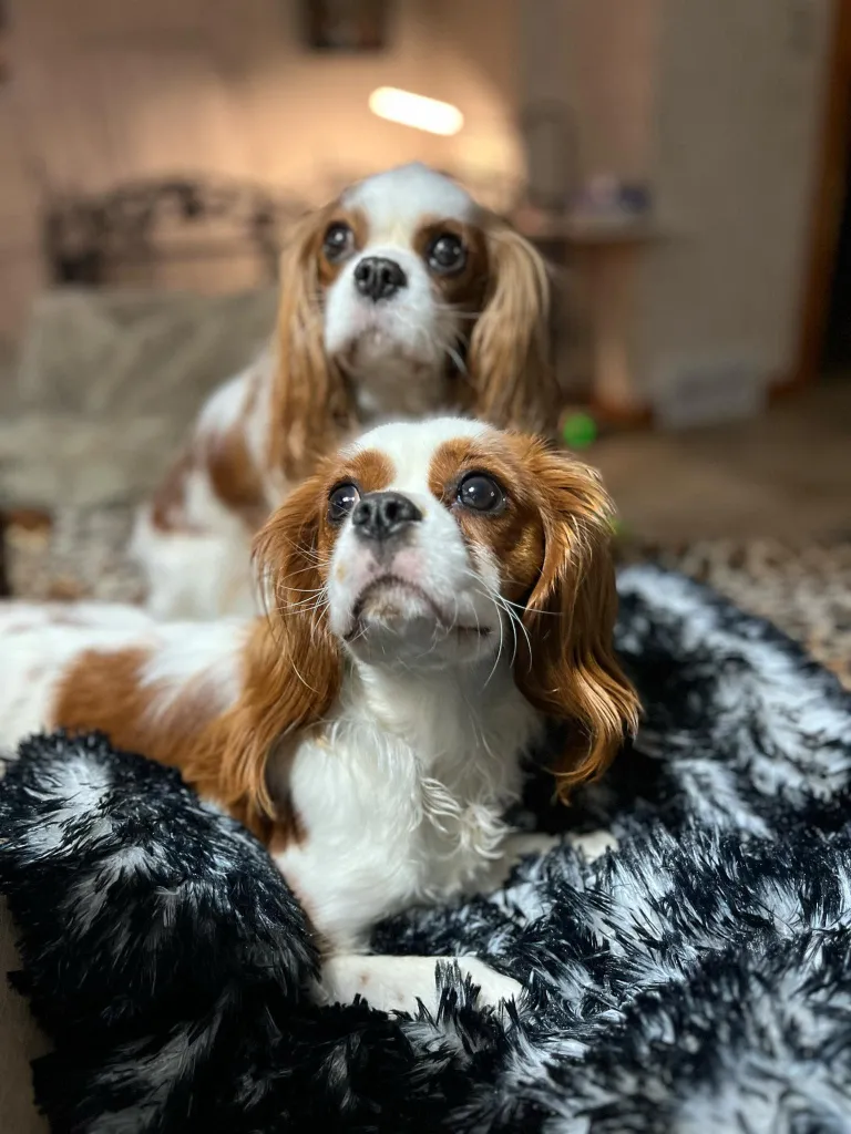 Linda, West Michigan Cavaliers breeder in Holland, MI, with her Cavalier King Charles Spaniels
