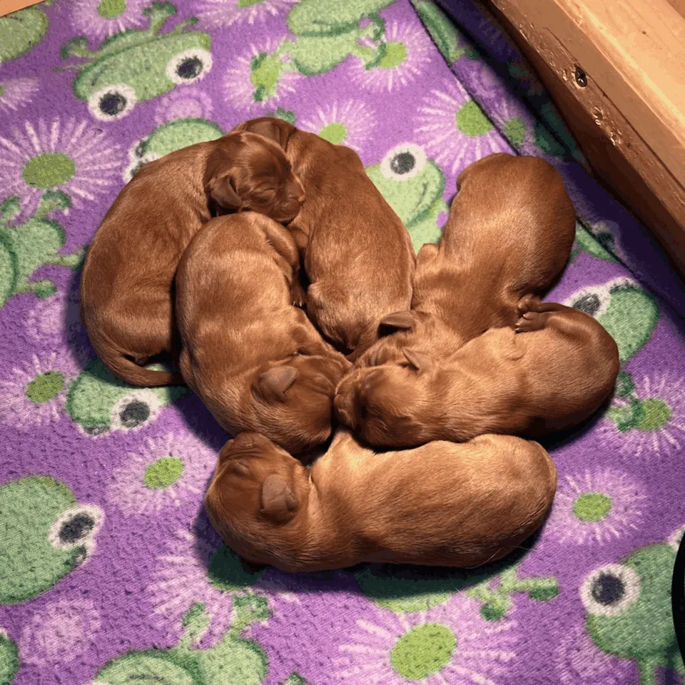 Contact West Michigan Cavaliers — Cavalier King Charles Spaniel breeder in Holland, MI