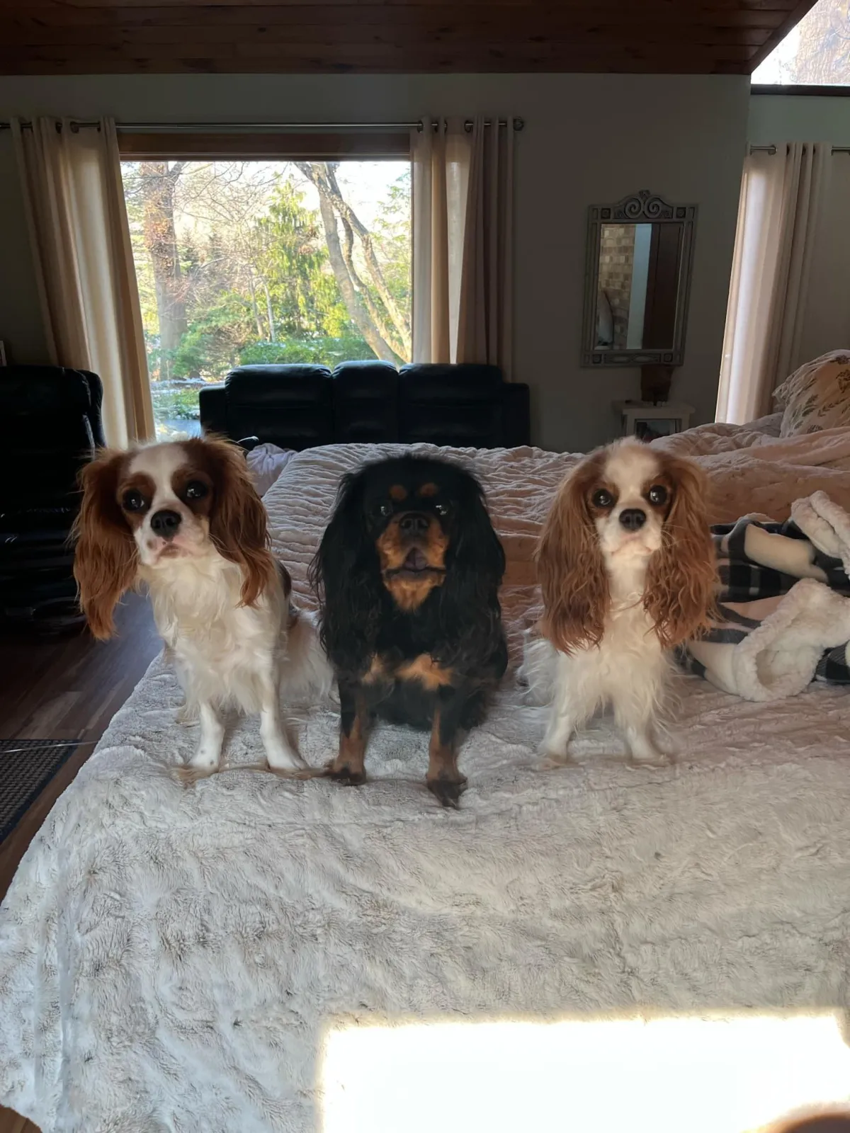West Michigan Cavaliers breeding dogs — AKC-registered Cavalier King Charles Spaniels in Holland, MI