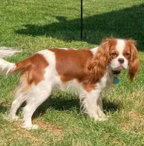 Ari — Cavalier King Charles Spaniel