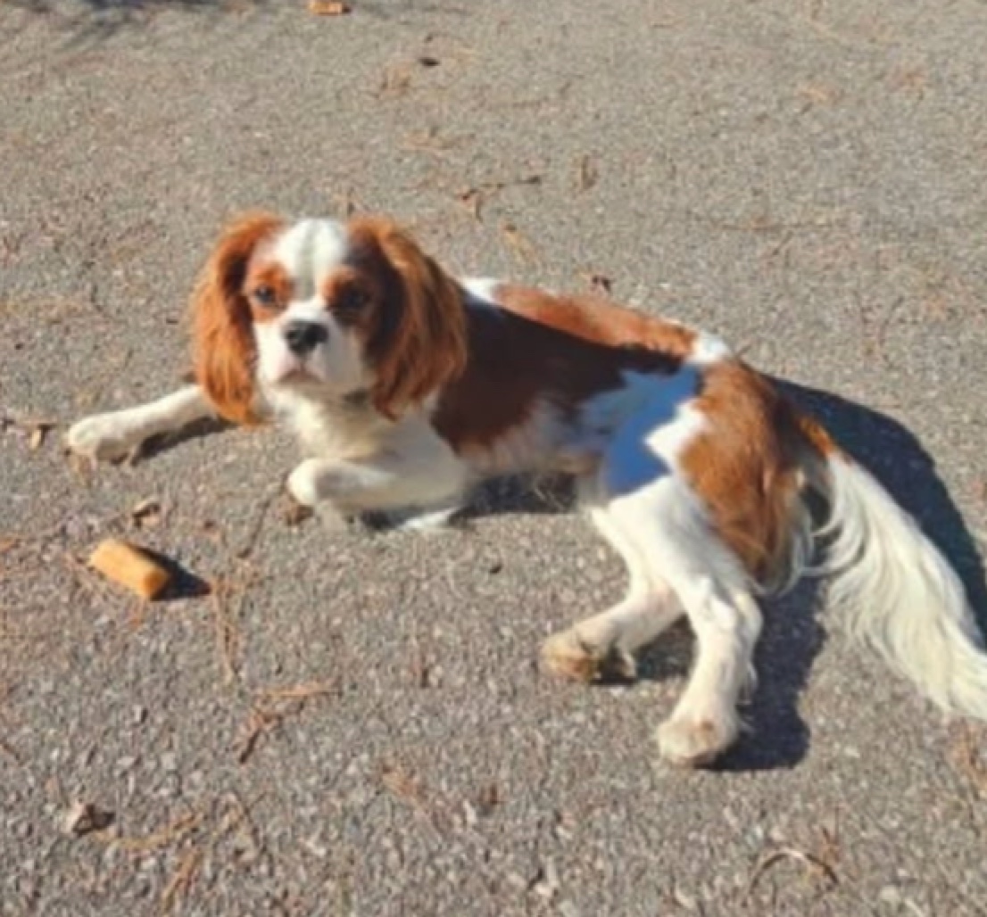 Bennett — Cavalier King Charles Spaniel