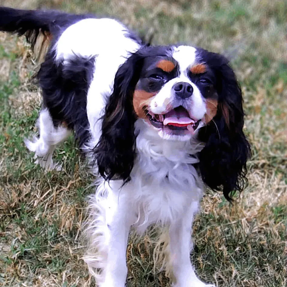 Bridgerton — Cavalier King Charles Spaniel