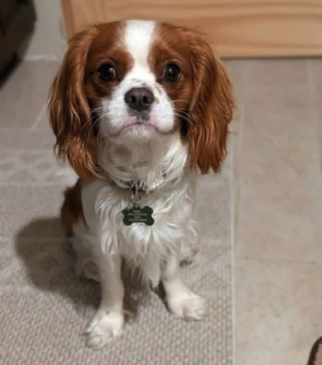 Ferguson — Cavalier King Charles Spaniel