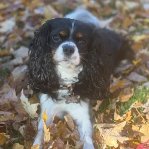 Grayson — Cavalier King Charles Spaniel