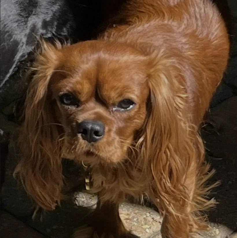 Malone — Cavalier King Charles Spaniel