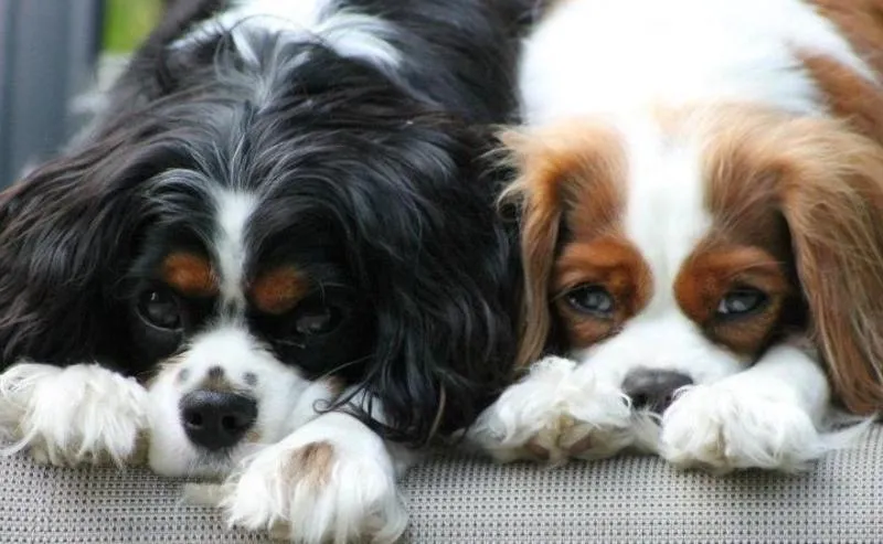 Cavalier King Charles Spaniel puppies available near Holland, MI