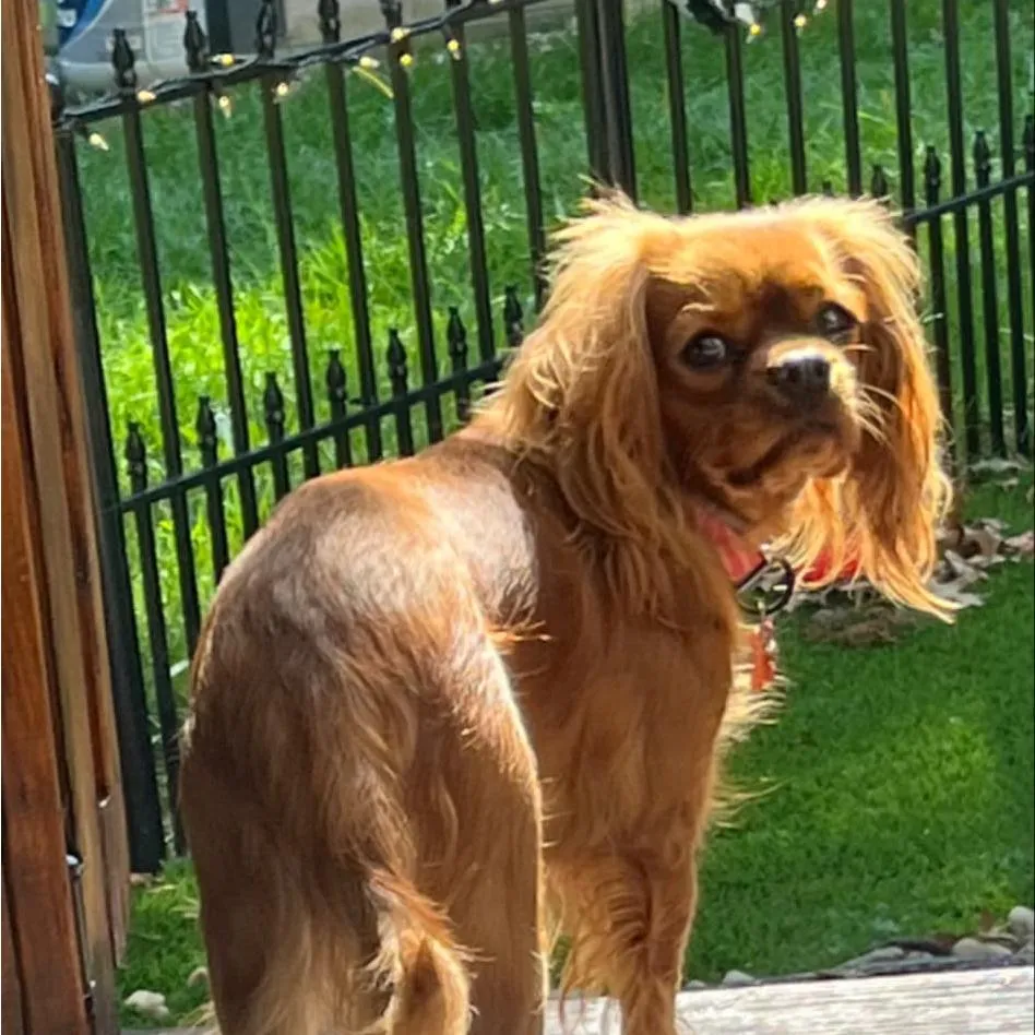 Abby — Cavalier King Charles Spaniel