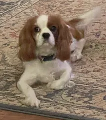 Bella — Cavalier King Charles Spaniel