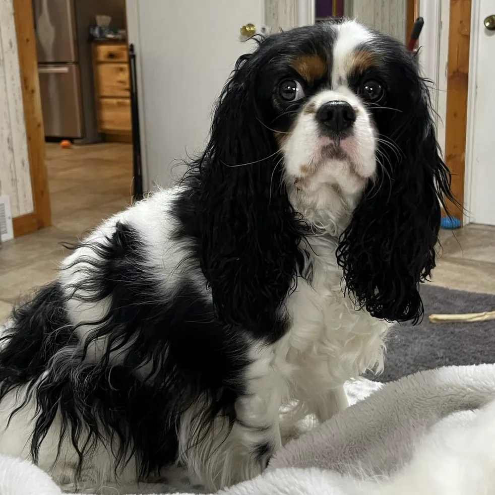 Bliss — Cavalier King Charles Spaniel