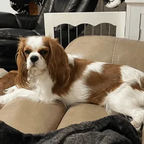 Daphne — Cavalier King Charles Spaniel