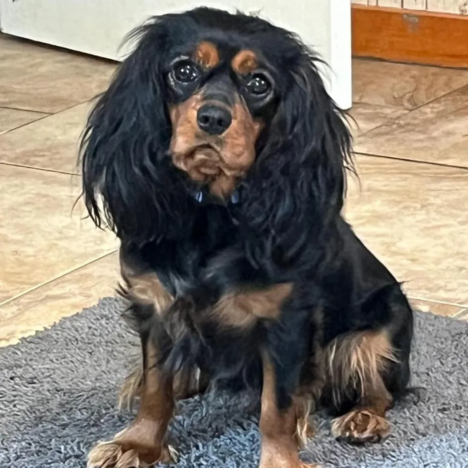 Eden — Cavalier King Charles Spaniel