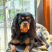 Edwina — Cavalier King Charles Spaniel