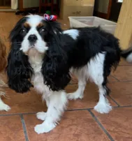 Evie — Cavalier King Charles Spaniel