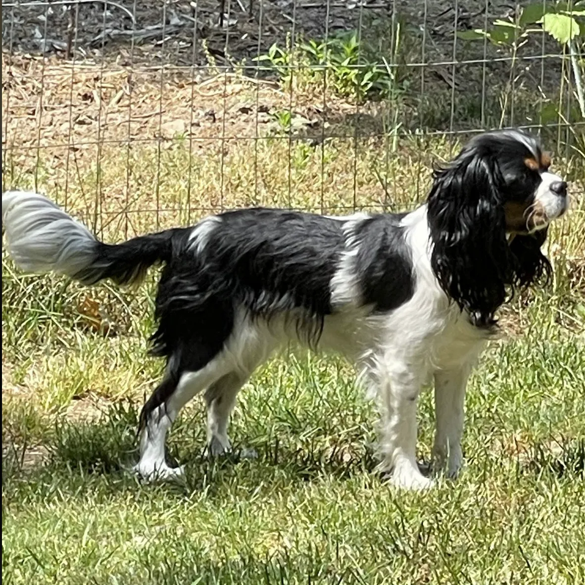 Gabby — Cavalier King Charles Spaniel