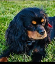 Harper — Cavalier King Charles Spaniel