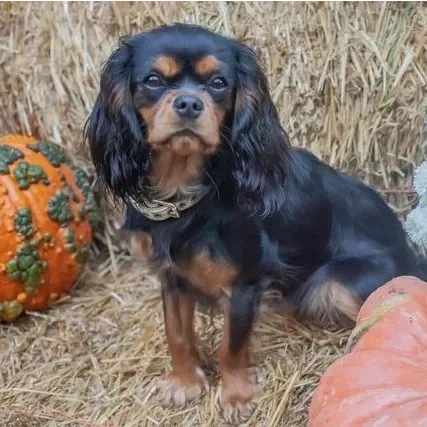 Holly — Cavalier King Charles Spaniel