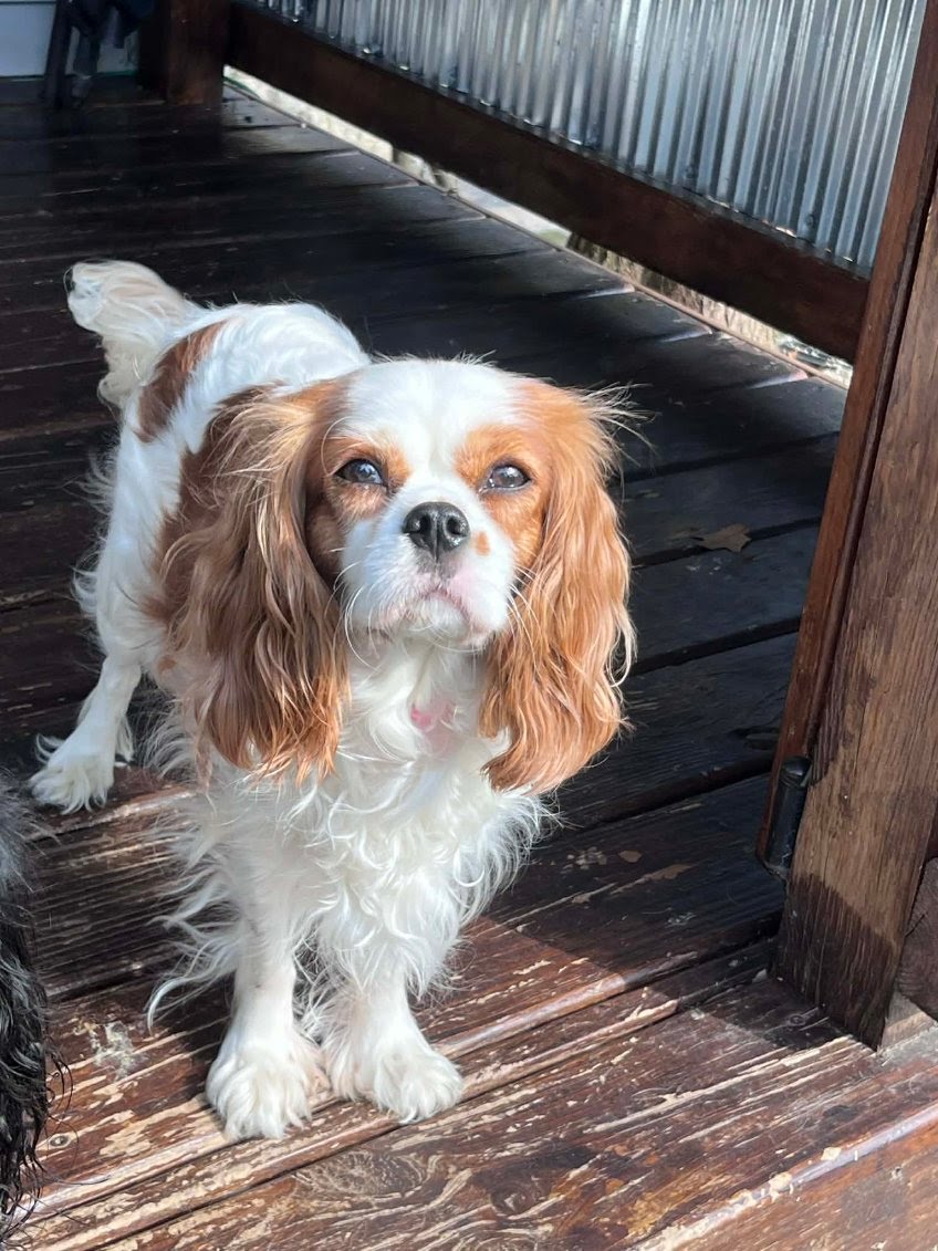Ivy — Cavalier King Charles Spaniel