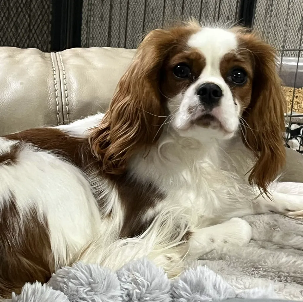 Onica — Cavalier King Charles Spaniel