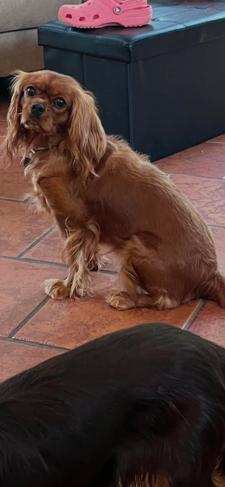 Penny — Cavalier King Charles Spaniel