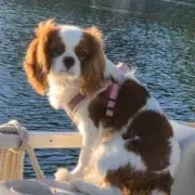 Petra — Cavalier King Charles Spaniel