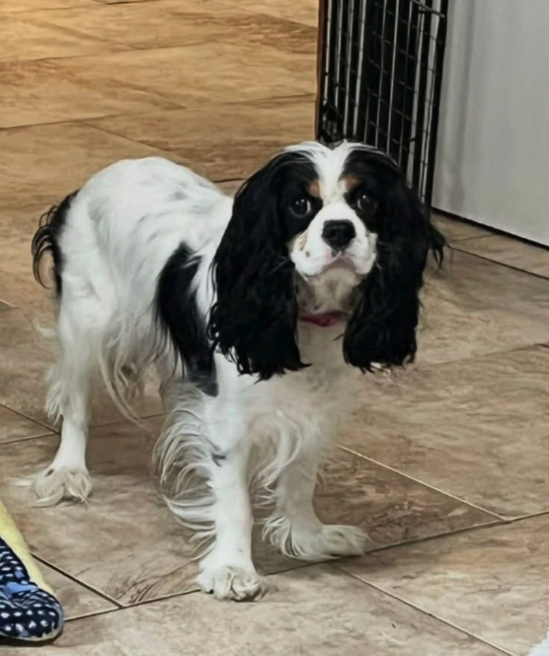 Pixel — Cavalier King Charles Spaniel
