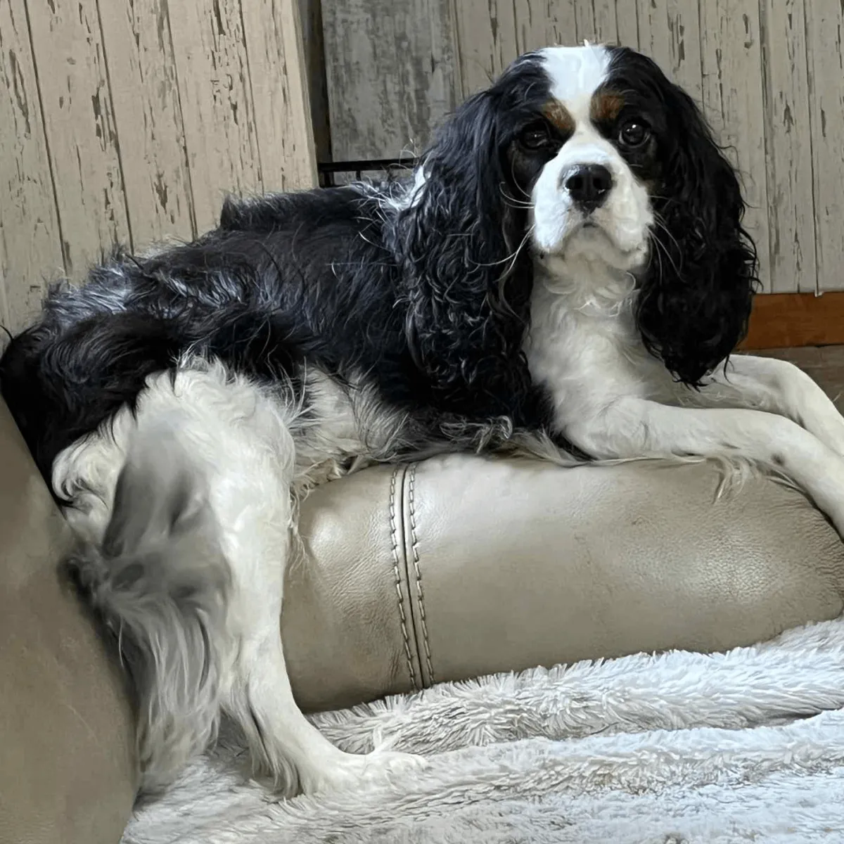 Praline — Cavalier King Charles Spaniel