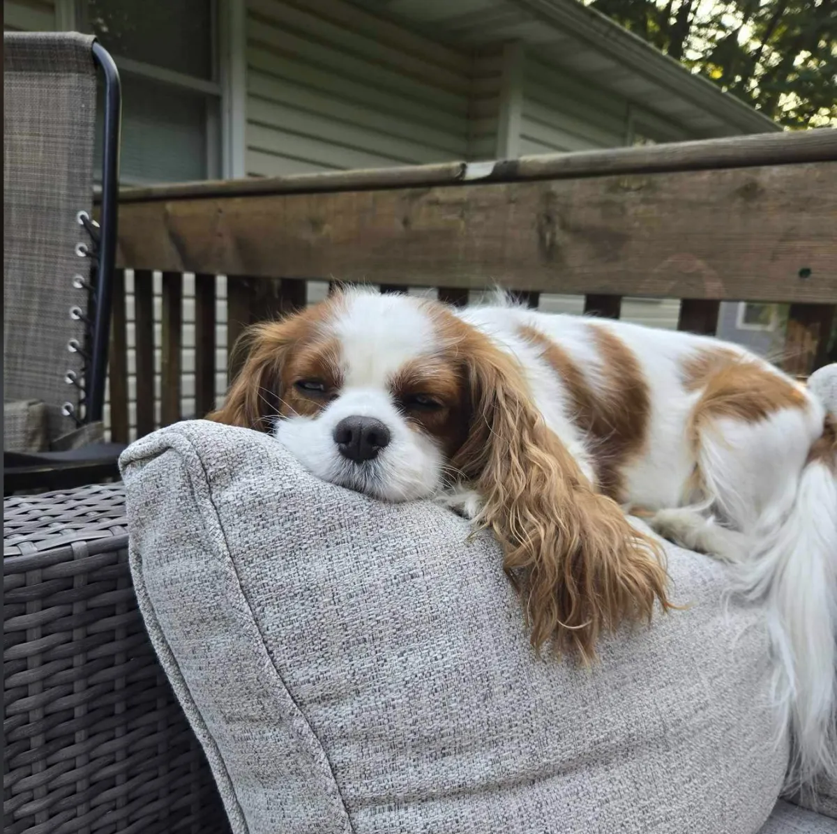 Happy families with their Cavalier King Charles Spaniel puppies from West Michigan Cavaliers in Holland, MI